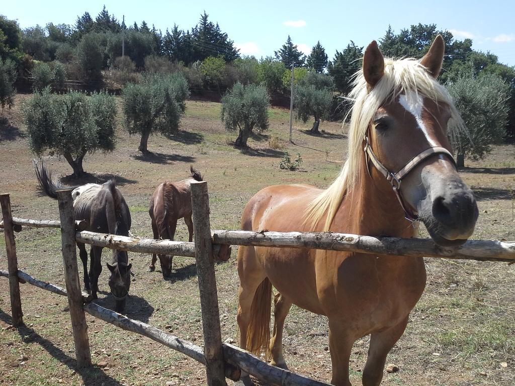 Agriturismo Terranova Pisticci Dış mekan fotoğraf
